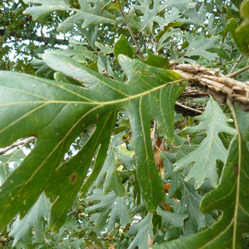 Image of Burr oak Leaves.